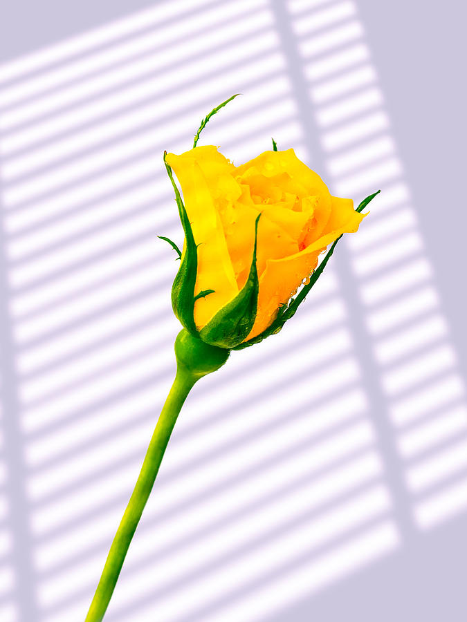 Yellow Rose #5 Photograph by Mark Llewellyn