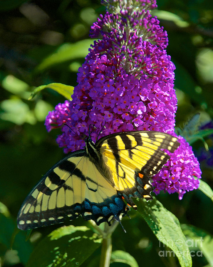 Yellow Tiger Swallowtail Papilio Glaucus Butterfly  #5 Photograph by Mark Dodd