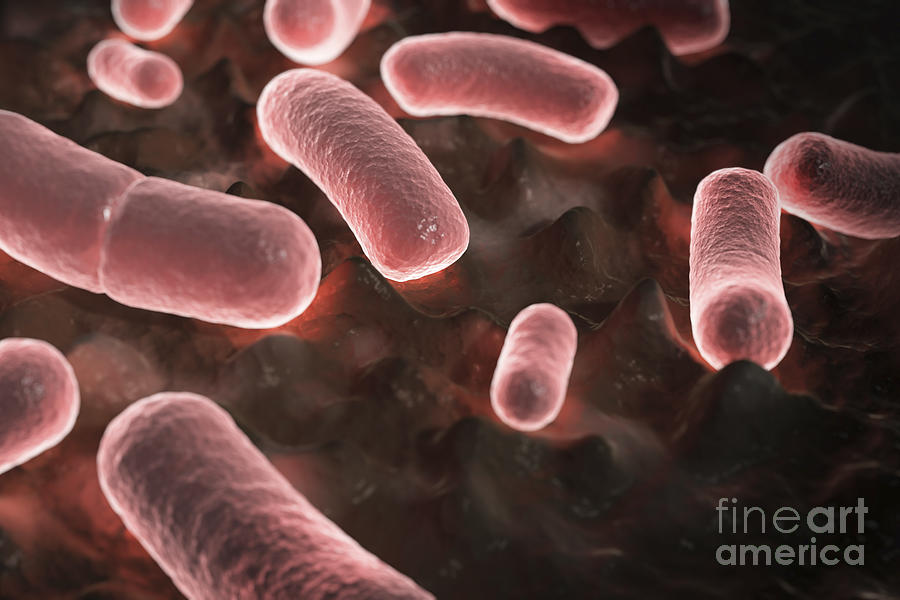 Pathogenic Bacteria Photograph - Yersinia Pestis Black Plague #5 by Science Picture Co