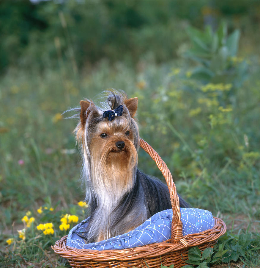 Yorkshire Terrier #5 Photograph by Jeanne White