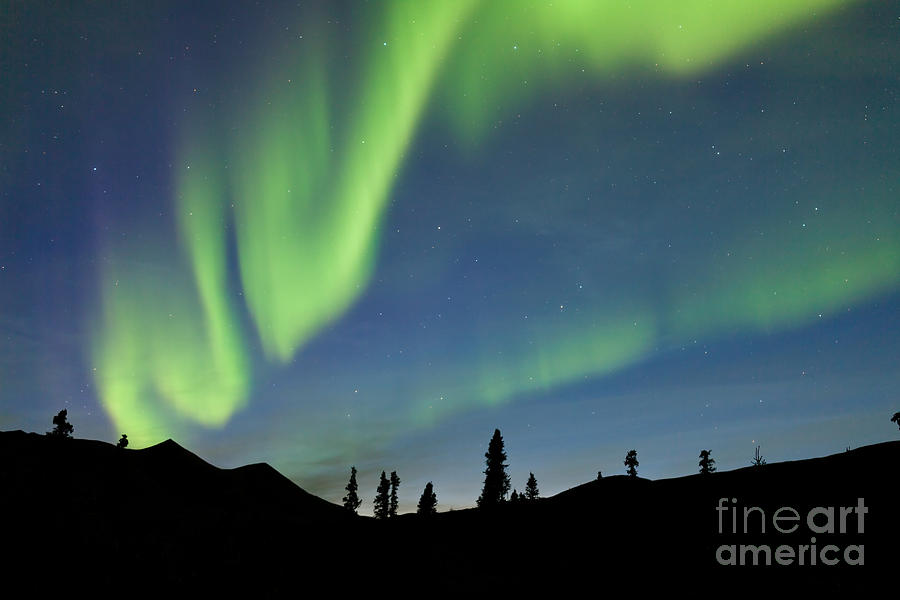 Yukon Taiga Spruce Northern Lights Aurora Borealis Photograph