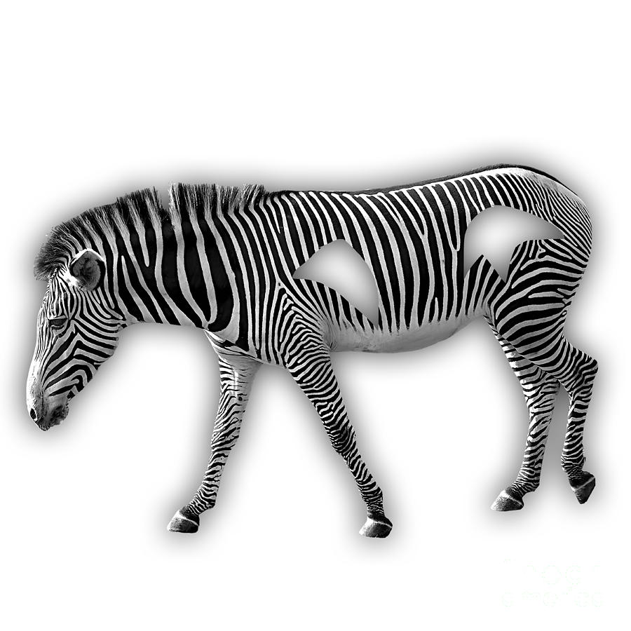Zebra Mixed Media - Zebra Collection #1 by Marvin Blaine