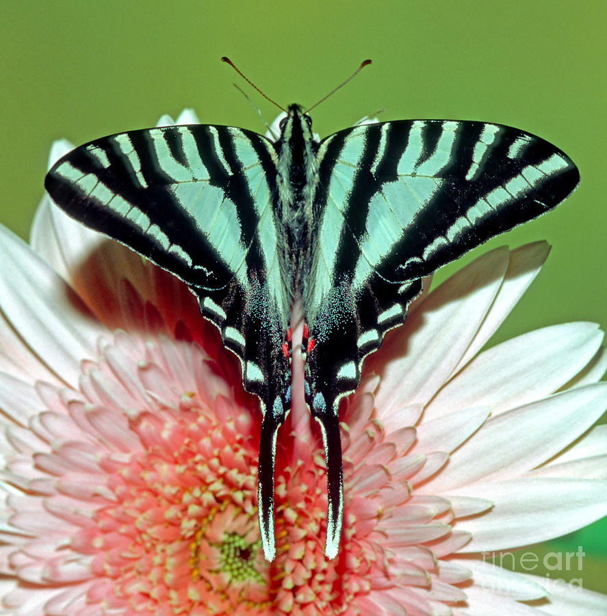 zebra swallowtail indiana