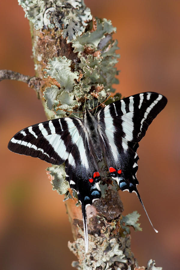 zebra swallowtail caterpillar pictures