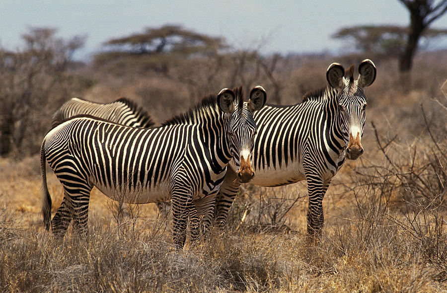 Zebre De Grevy Equus Grevyi Photograph By Gerard Lacz