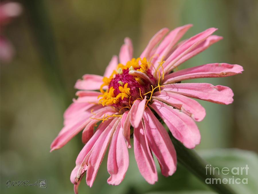 Flower Photograph - Zinnia from the Whirlygig Mix #5 by J McCombie