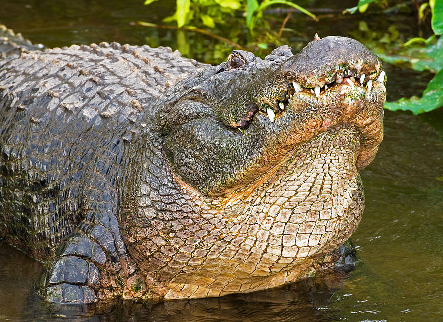 American Alligator #50 Photograph by Millard H. Sharp