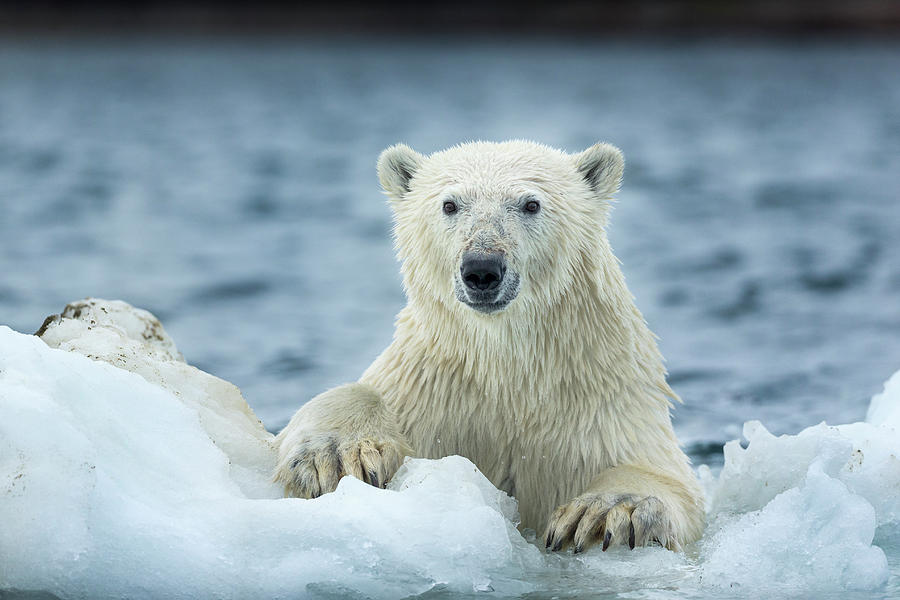 Canada, Nunavut Territory, Repulse Bay Photograph by Paul Souders ...