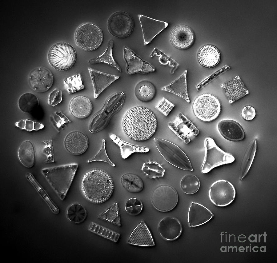 50 Diatom Species Arranged  Photograph by Science Source