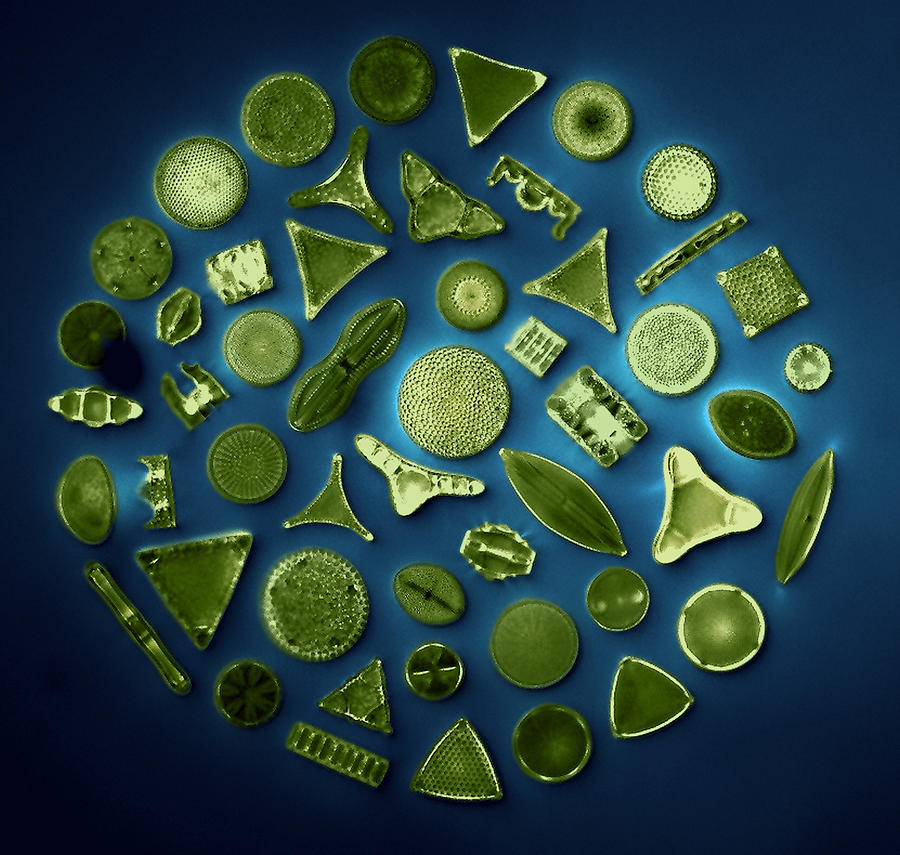 50 Diatom Species, Photomicrograph Photograph by Science Source