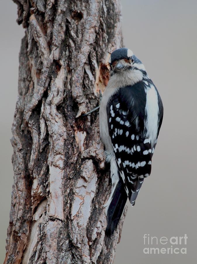 Downy Woodpecker #50 Photograph by Jack R Brock