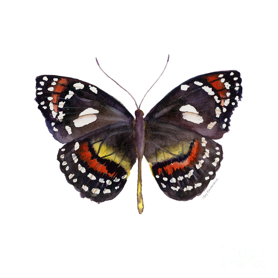 50 Elzunia Bonplandii Butterfly Painting by Amy Kirkpatrick