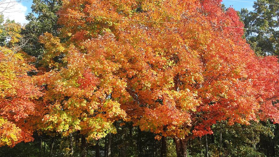 Fall Explosion of Color #50 Photograph by Kenny Glover