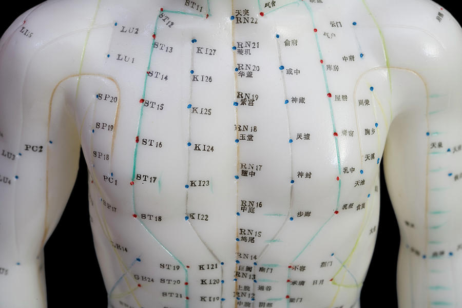 Human Model Showing Acupuncture Points Photograph By Science Stock