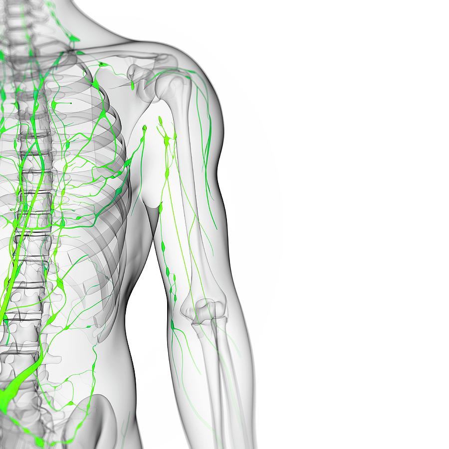 Lymphatic System Photograph by Sciepro/science Photo Library - Pixels