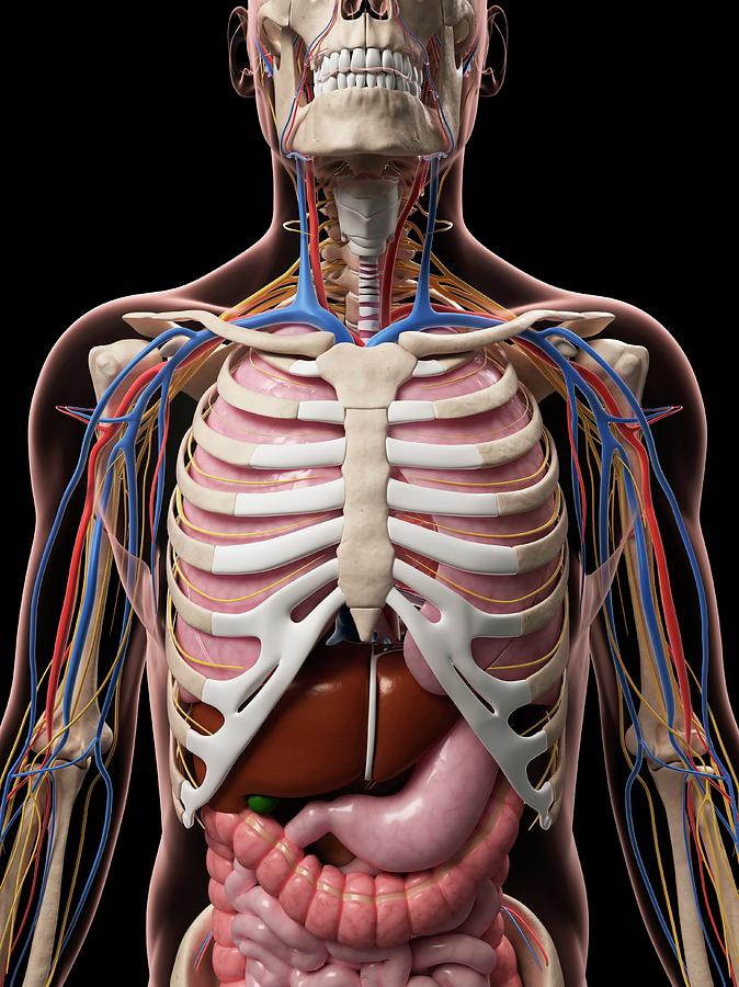 Male Anatomy #50 Photograph by Sciepro/science Photo Library - Pixels