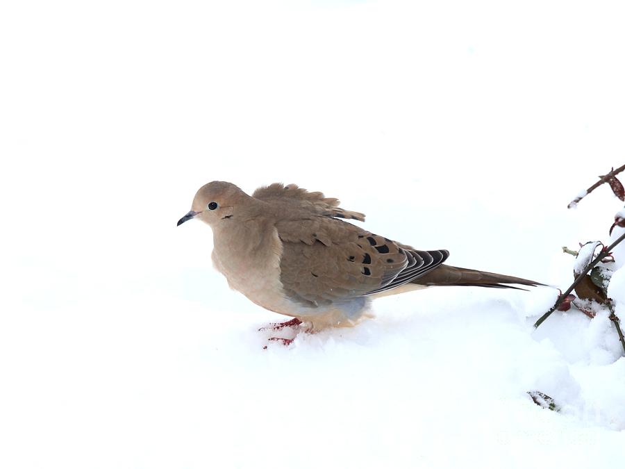 Mourning Dove #50 Photograph by Jack R Brock