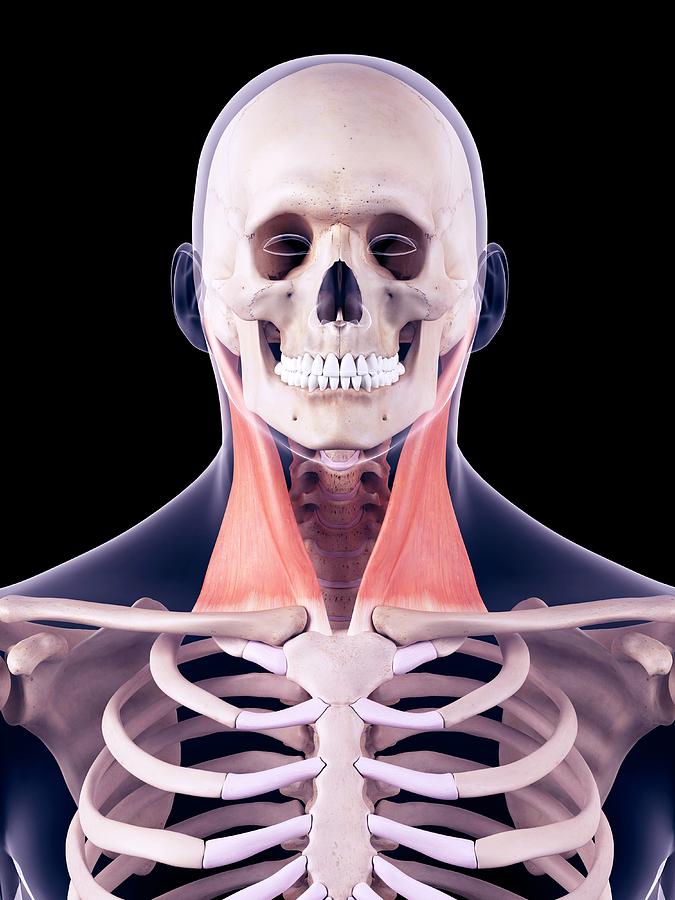 Neck Muscles Photograph By Sebastian Kaulitzkiscience Photo Library Fine Art America 3436