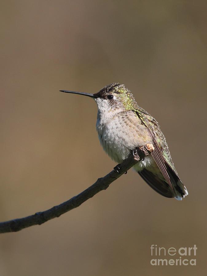 Ruby-throated Hummingbird #50 Photograph by Jack R Brock