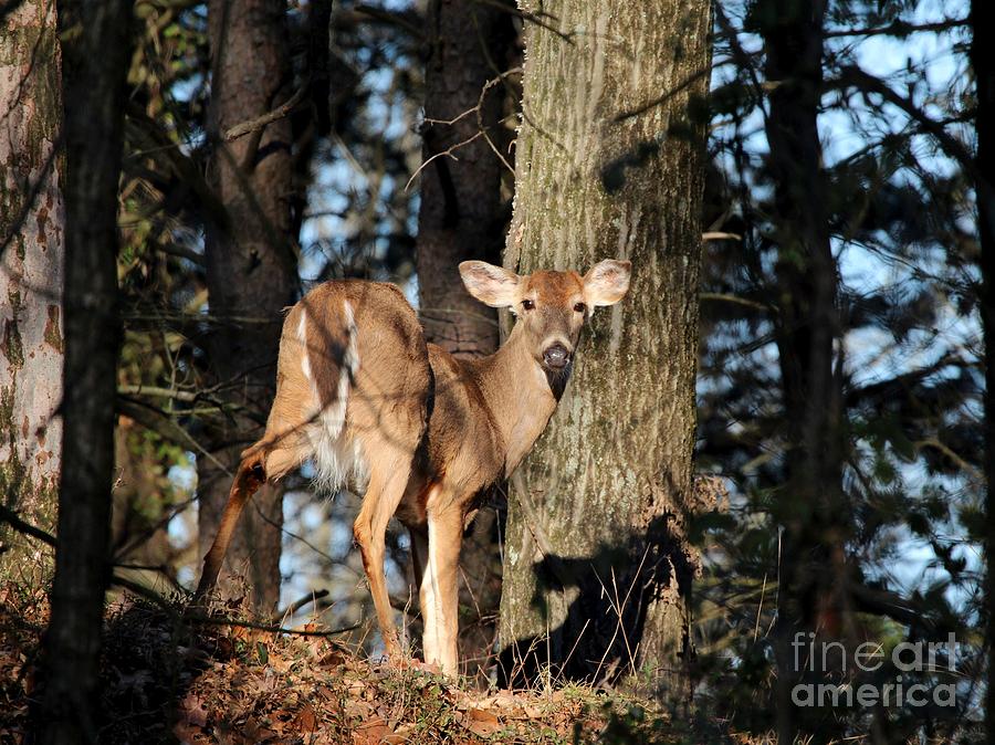 White-tailed Deer #50 Photograph by Jack R Brock