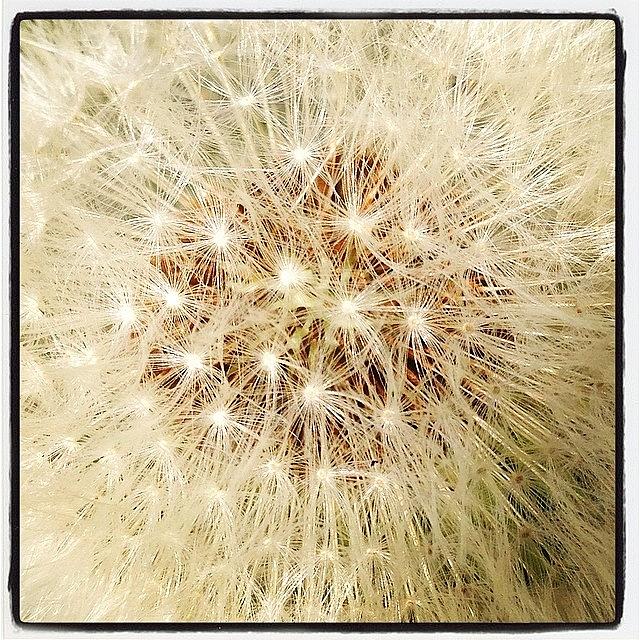 Nature Photograph - Dandelion by Sandra Lawrence