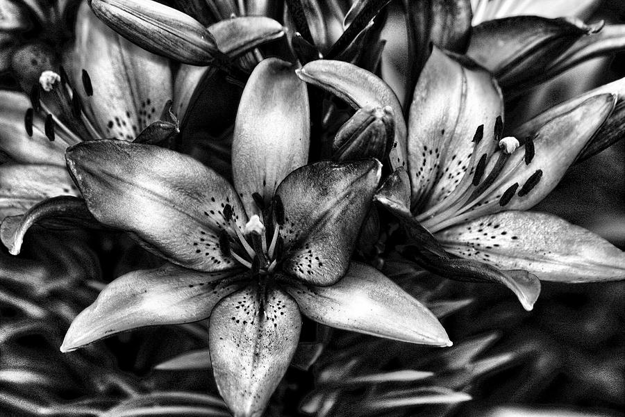 Lily Mixed Media - 5047 Lillies Charcoal Art by Lesa Fine
