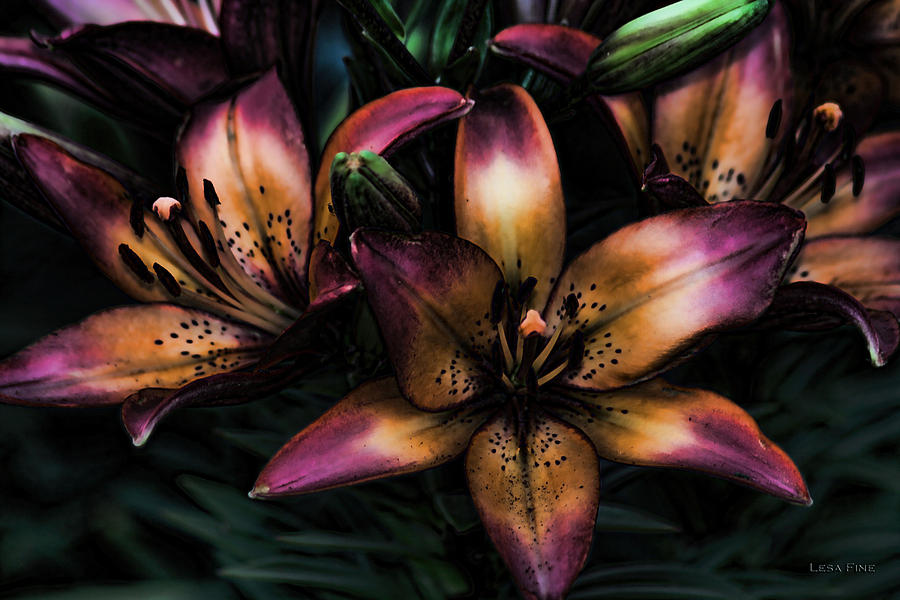 5047 Lily - Midnight Lily Art Photograph by Lesa Fine