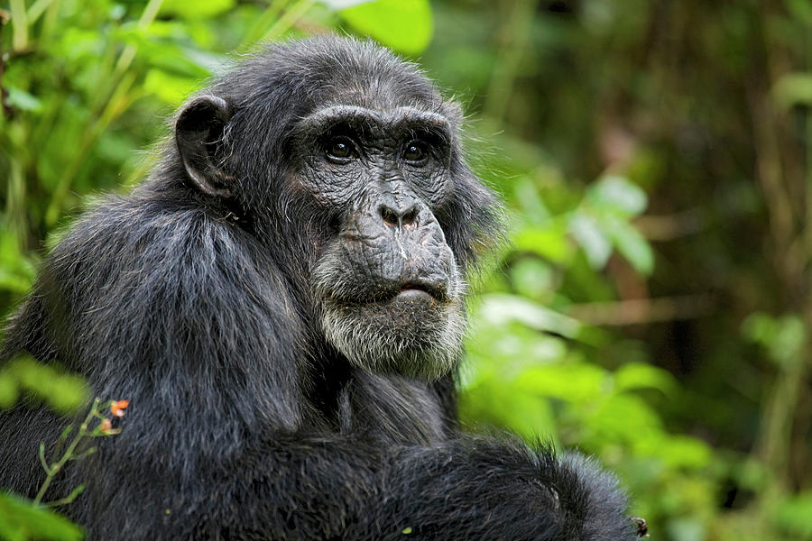 Africa, Uganda, Kibale National Park Photograph by Kristin Mosher