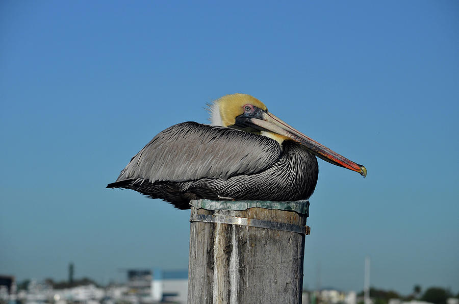 51- Brown Pelican Photograph by Joseph Keane