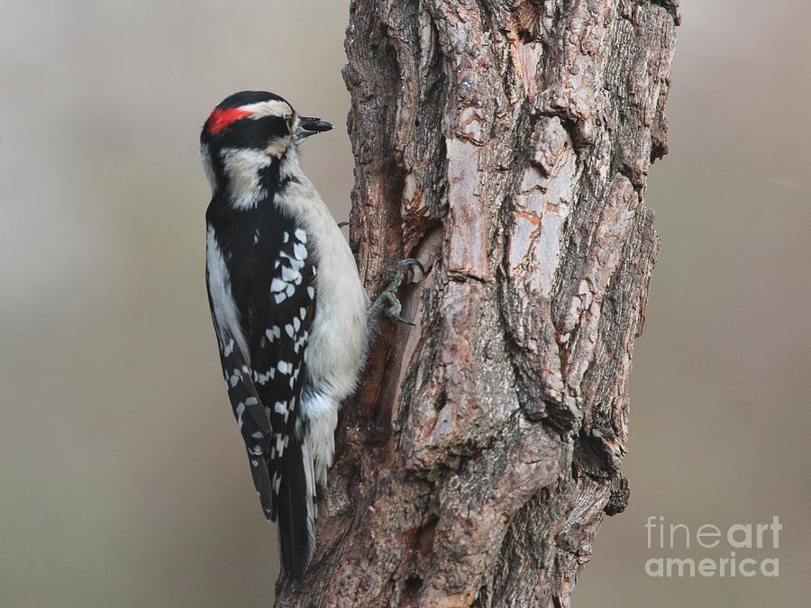 Downy Woodpecker #51 Photograph by Jack R Brock