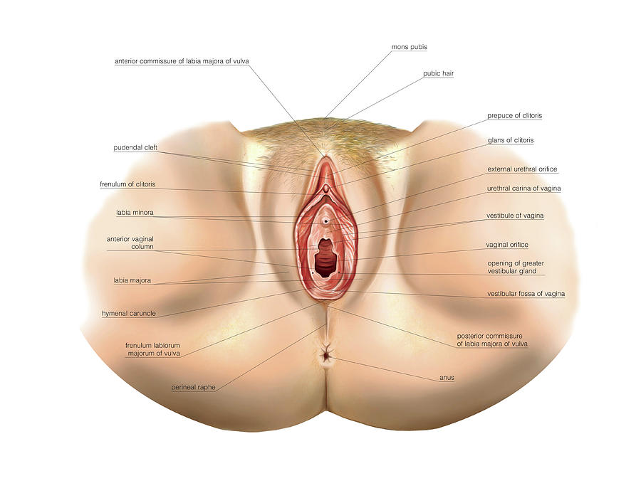 Vulva Photograph - Female Genital System #51 by Asklepios Medical Atlas