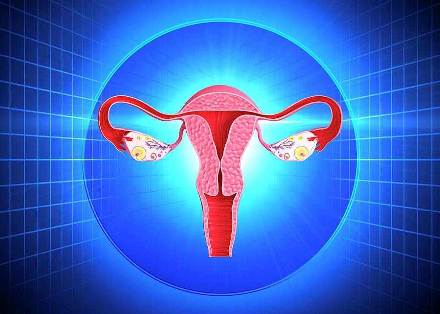 Female Reproductive System Diagram Color 2183