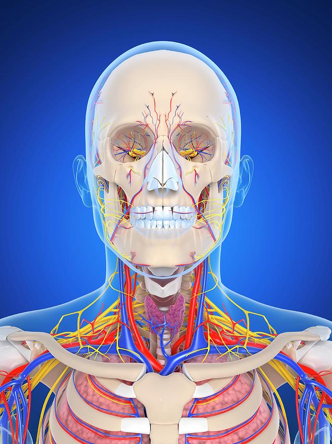 Human Anatomy Photograph by Sciepro/science Photo Library - Pixels