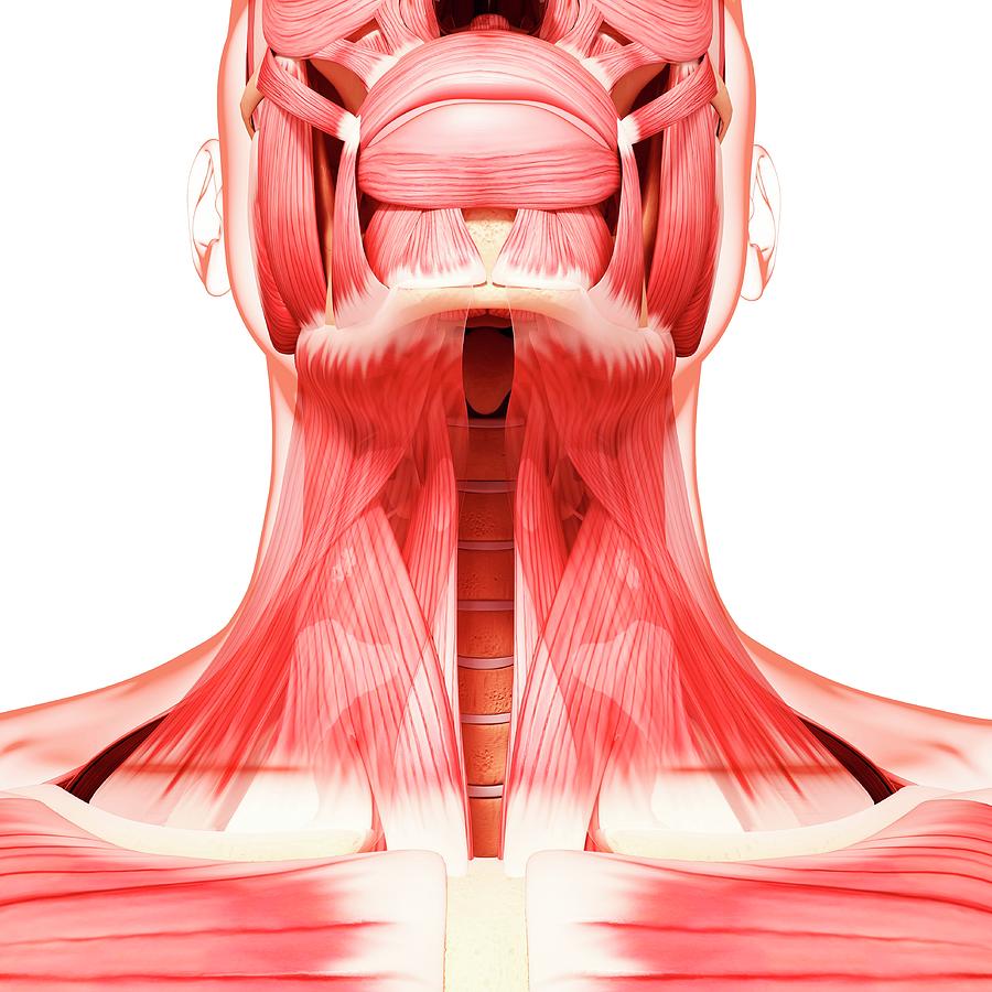 human neck drawing