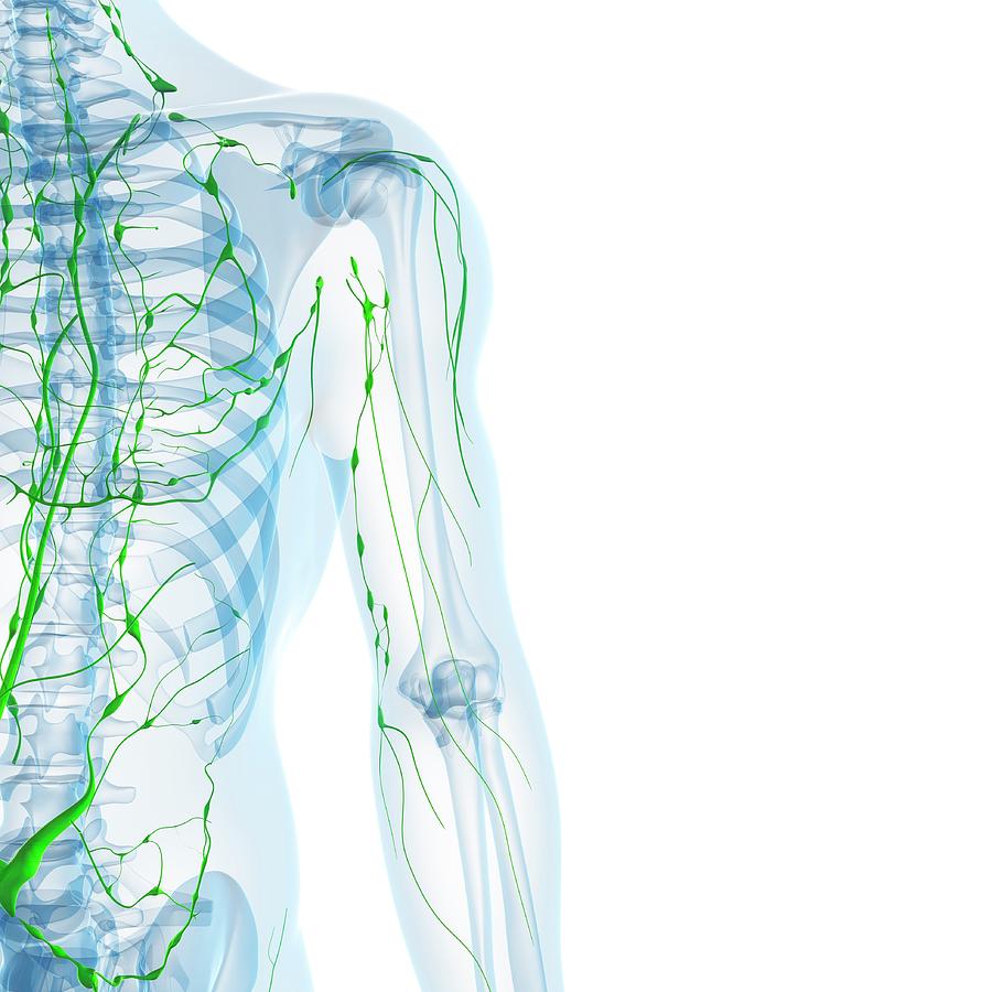 Lymphatic System #51 Photograph by Sciepro/science Photo Library