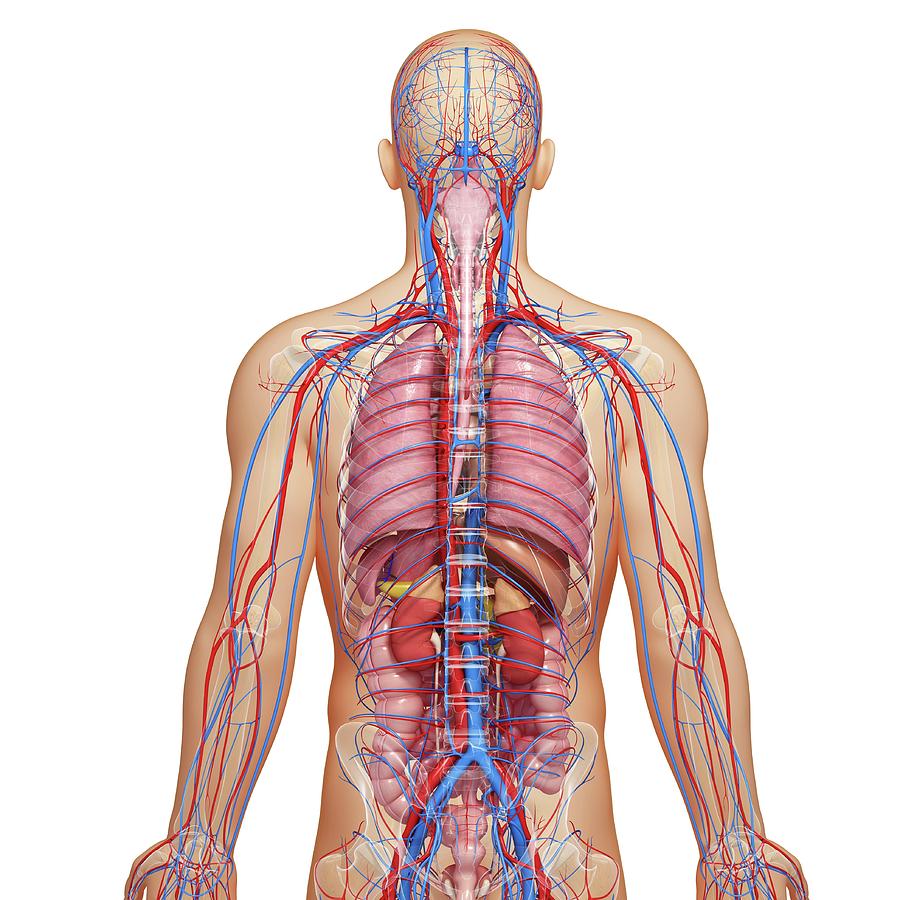 Male Anatomy Photograph By Pixologicstudio Science Photo Library Pixels