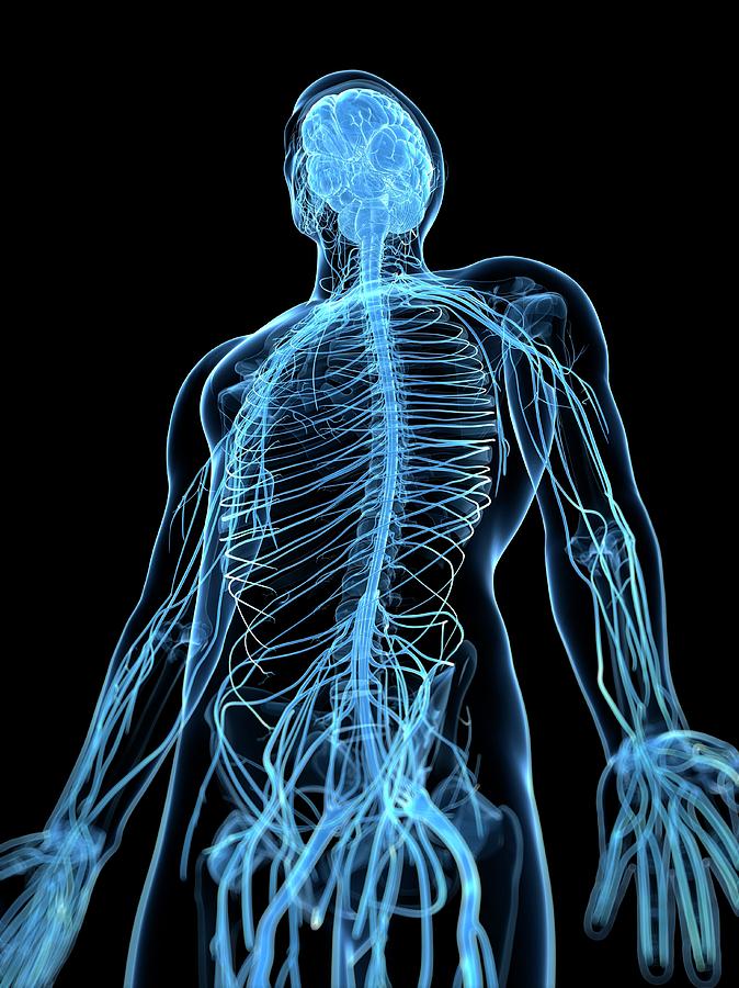 Male Nervous System Photograph by Sciepro/science Photo Library - Fine ...