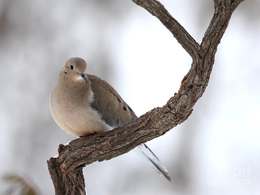 Mourning Dove #51 Photograph by Jack R Brock