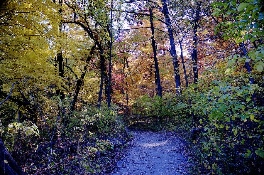 Fall Photograph - A path in the woods by Patrick Warneka