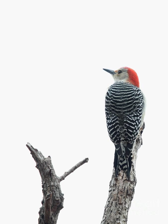 Red-bellied Woodpecker #51 Photograph by Jack  R Brock