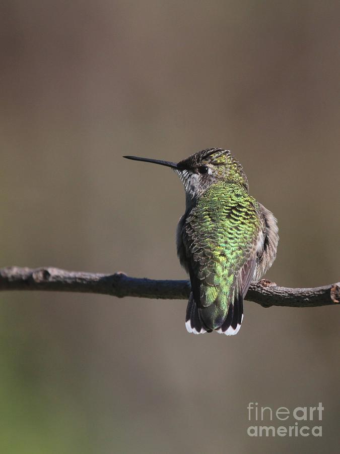 Ruby-throated Hummingbird #51 Photograph by Jack R Brock
