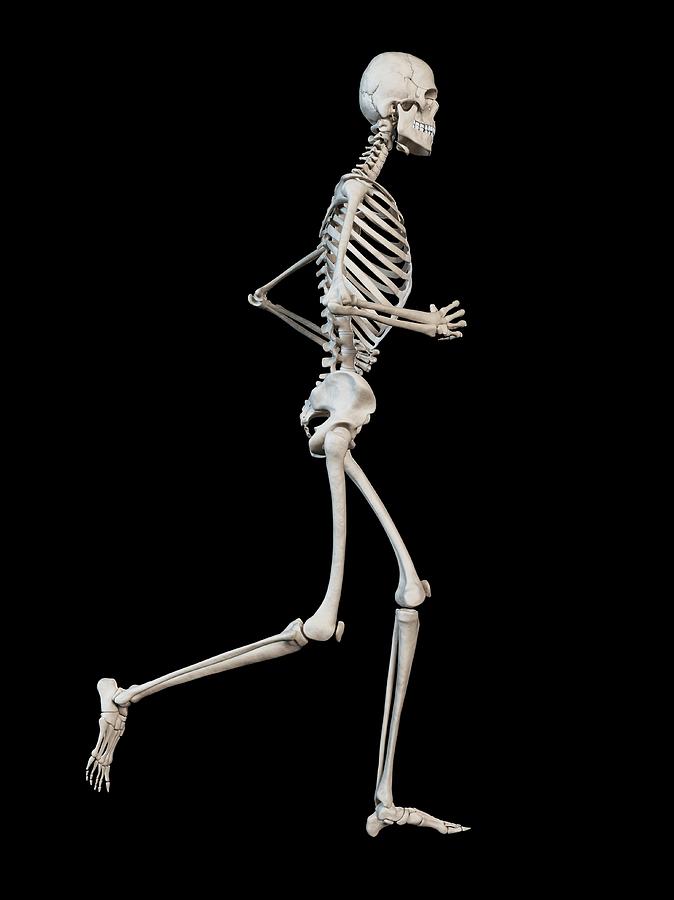 Skeletal System Of Runner #51 Photograph by Sebastian Kaulitzki