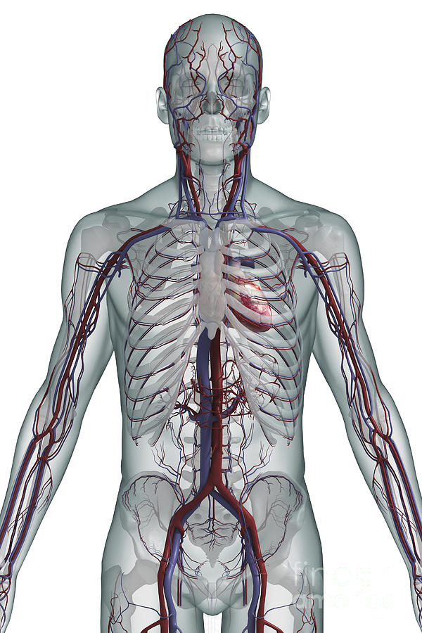 The Cardiovascular System #51 Photograph by Science Picture Co