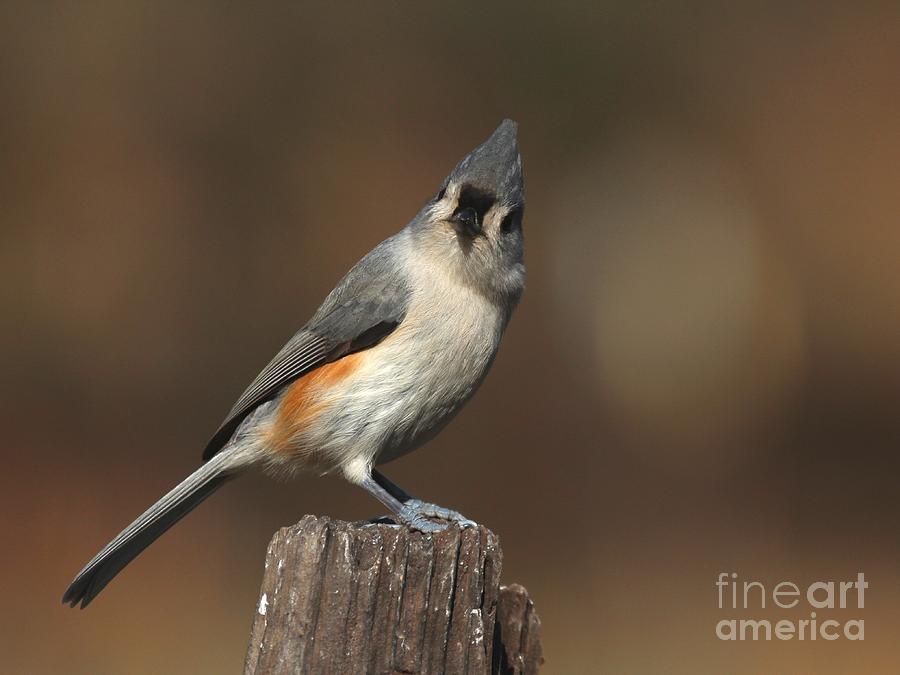 Nature Photograph - Tufted Titmouse #51 by Jack R Brock