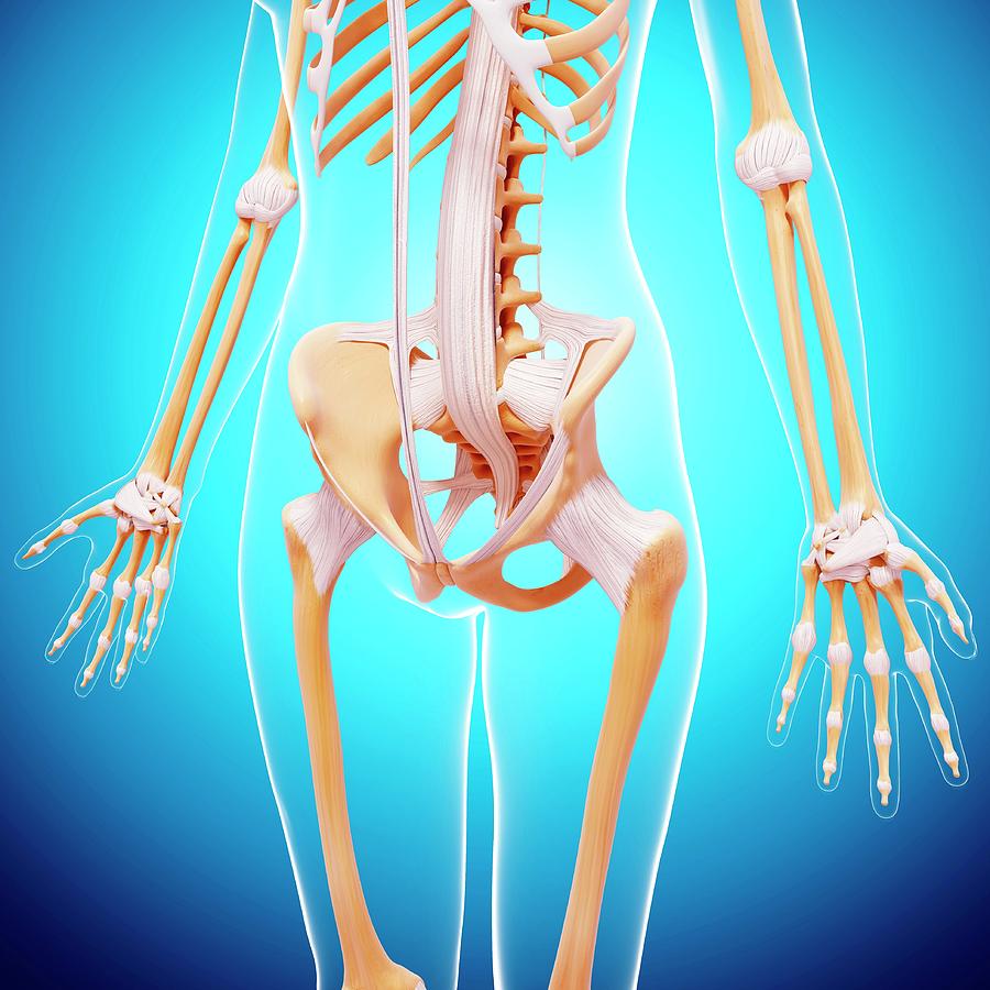 Human Skeleton #511 Photograph by Pixologicstudio/science Photo Library ...