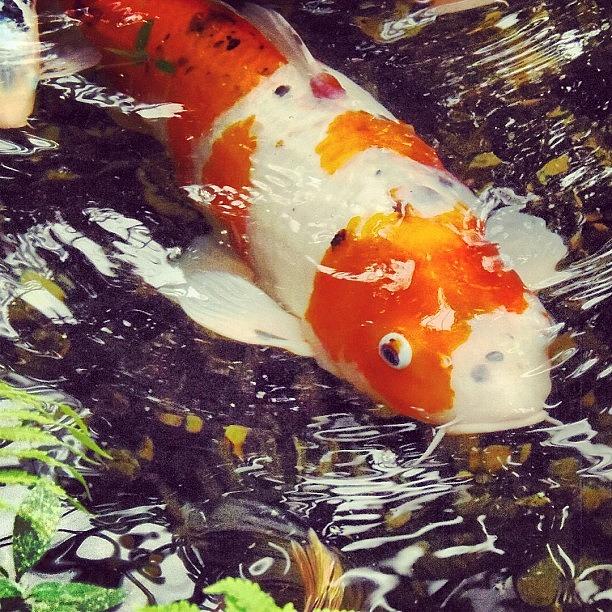 Koi Photograph - Instagram Photo #511376848562 by Vicky Combs