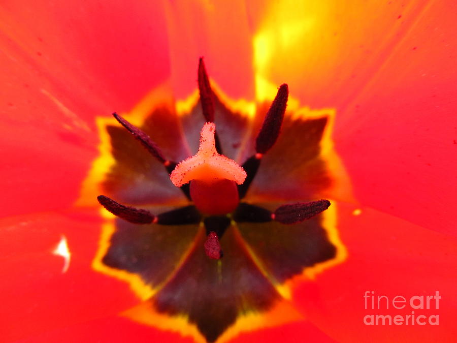 Flower Photograph - Red Tulip Details... by Dan Marinescu