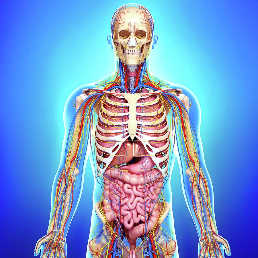 Толстый человек анатомия. Скелет человека анатомия с органами. Анатомия компьютера. Толстый человек скелет мышцы.