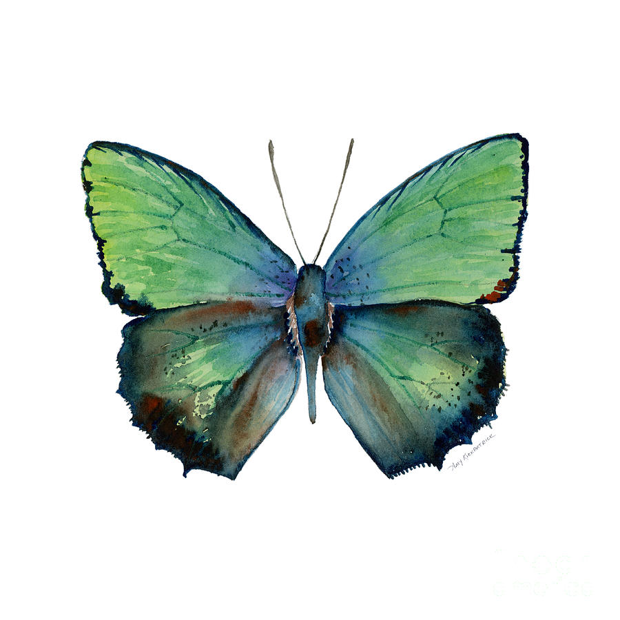 Aurea Painting - 52 Arhopala Aurea Butterfly by Amy Kirkpatrick