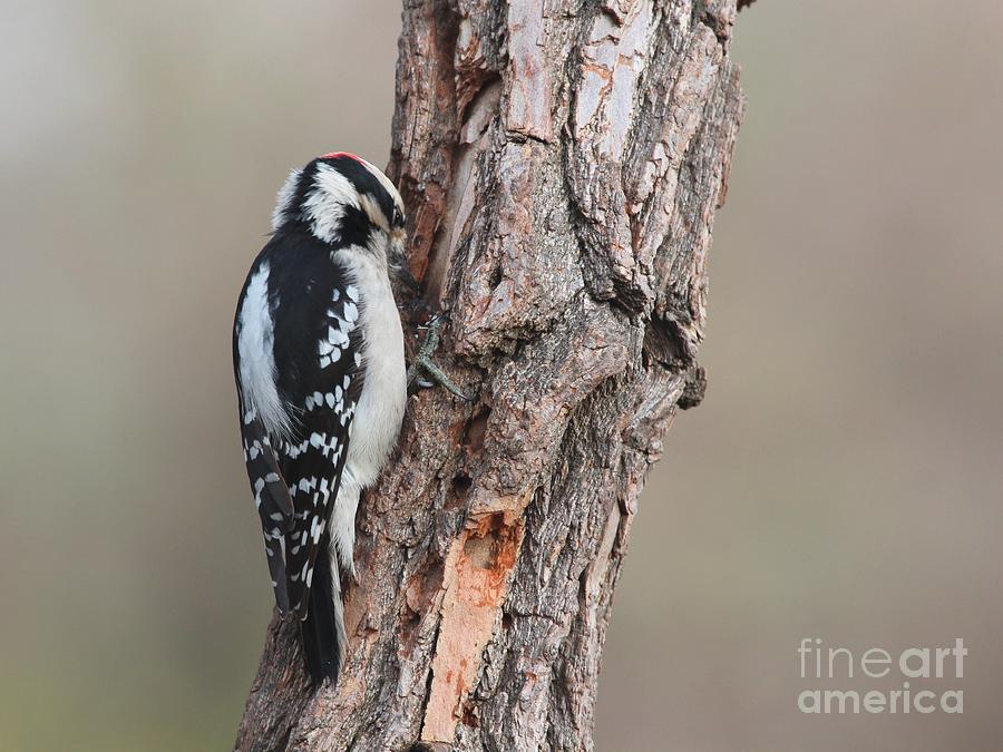Downy Woodpecker #52 Photograph by Jack R Brock